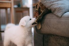 Puppy with household items nearby