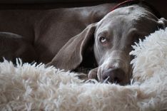 Senior dog resting on a rug at home