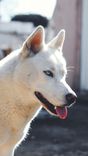 Indoor Summer Heat Safety for Dogs & Cats: Real Home Hazards, Proactive Cooling Steps, Vet Triage Rules & Trusted Product Guide