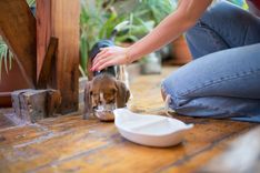 Beagle drinking from a metal water bowl beside a person at home