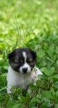 Stress-Free & Safe Car Rides for Cats and Dogs (Practical Owner’s Guide)