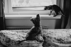 A Yorkshire terrier and a Bengal cat interact on a sofa next to a window indoors.