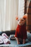 Sphynx Cat Full Home Care Guide: Skin, Temperature, Nutrition, Pain Signs & Vet Emergency Rules